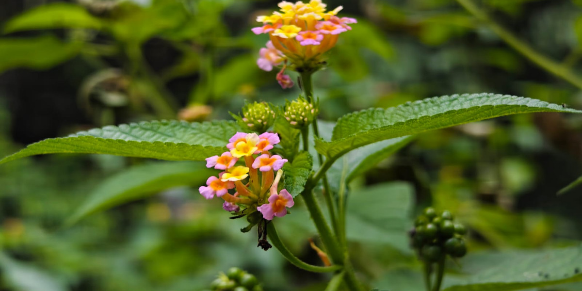 Why Kenyans Are Turning to Toxic Lantana as a Herbal Remedy
