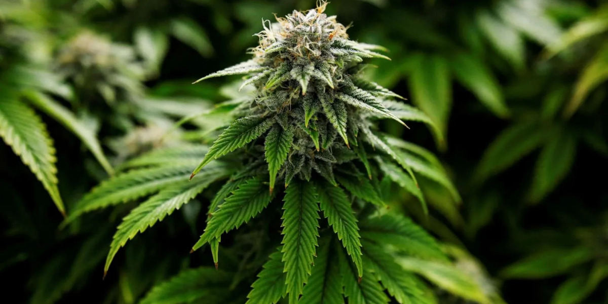 The Growing Myth of "Medical" Marijuana Among Young Kenyans