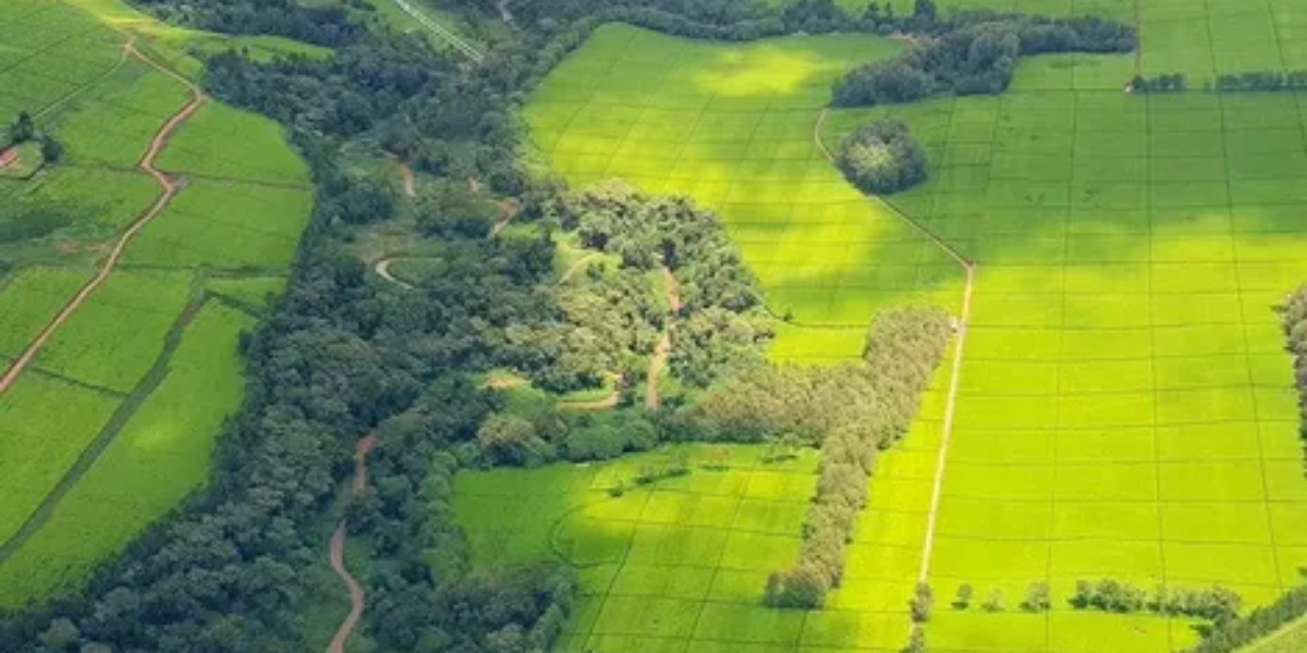 Kenyan Landowners Must Provide Clear Evidence to Challenge Fraudulent Transfers, Court Says