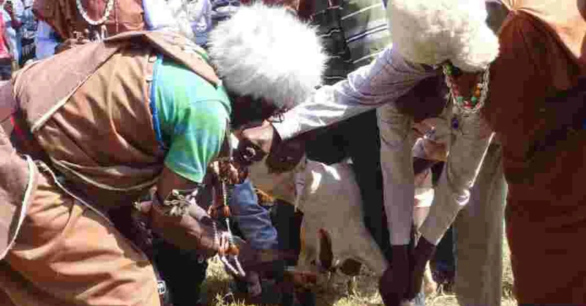 Kikuyu Elders Curse Embakasi East MP Babu Owino Over Slur Directed at President Uhuru