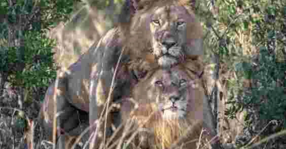 Kenya Film Classification Board Boss Ezekiel Mutua Reacts to 'Gay' Lions Spotted in Maasai Mara