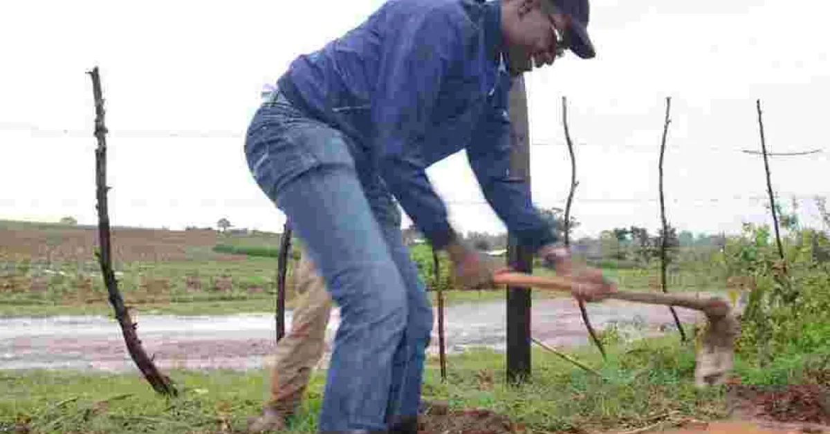 Suspended IEBC CEO Ezra Chiloba Finds Peace in Farming, Says He's Tired of 'Noises Out there'