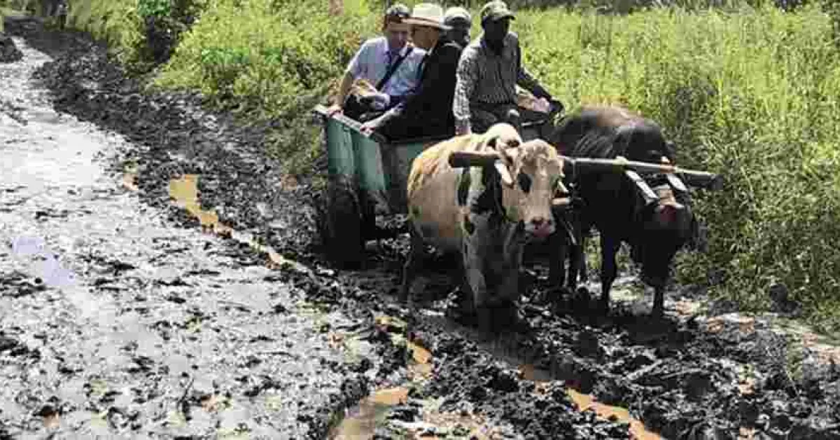 Ireland Envoy to Kenya Vincent O’Neill Wows Kenyans after Riding Ox-Drawn Mkokoteni to a Makueni School