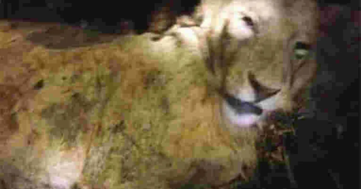 Bizarre: Cow Strangles Lion to Death in Kenya