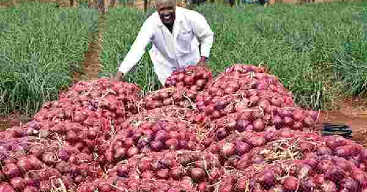 Meet Rev. Joseph Oloimooja, a Kenyan Man in the US who is Reaping Big Profits from His Onion Farm in Kenya