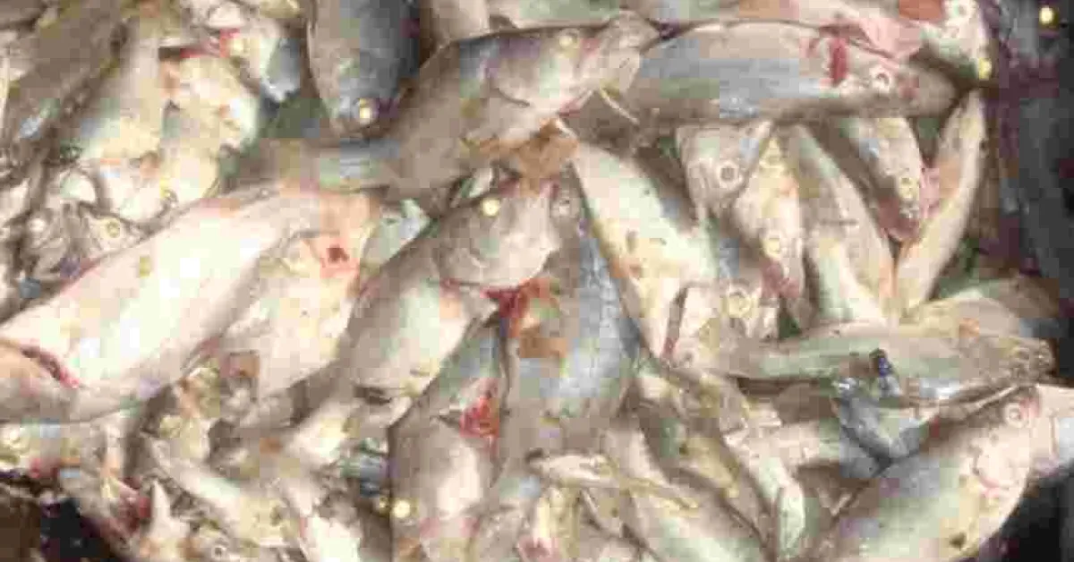 Kenya Gov't Makes U-turn, Lifts Ban on Imported Chinese Fish