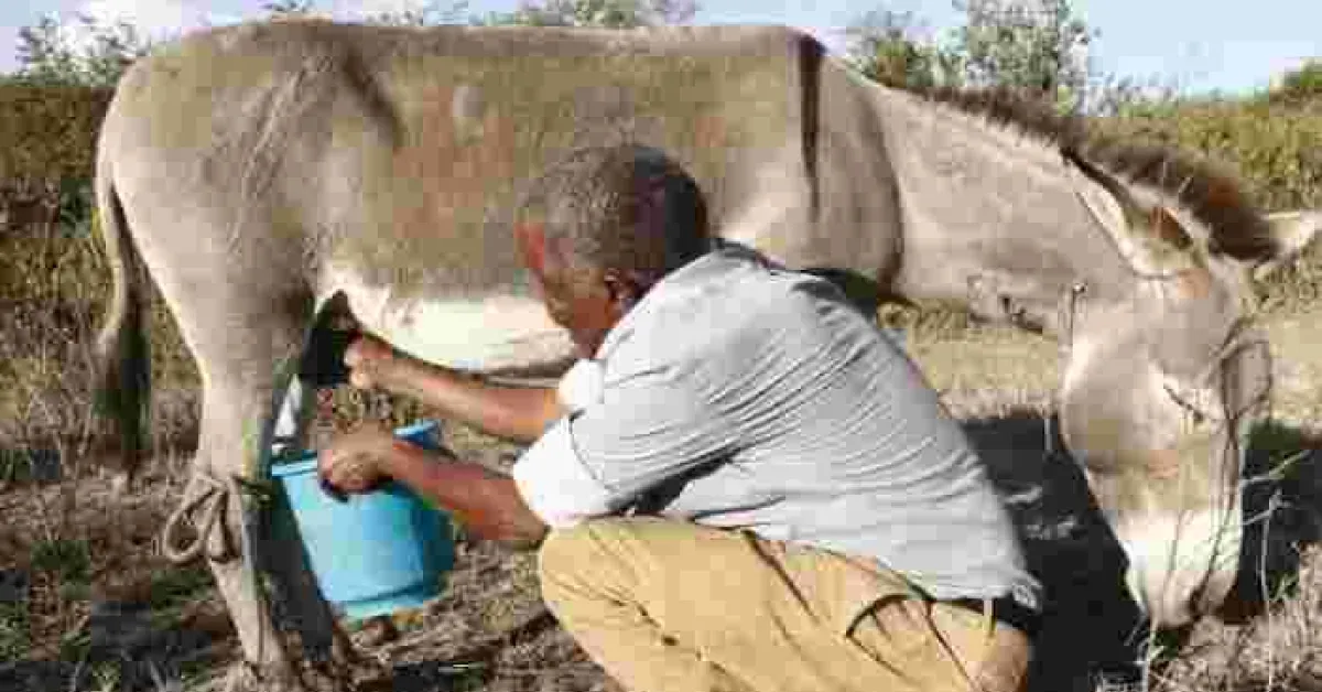 Kenyan Man Makes a Killing from Selling Donkey Milk at Sh200 Per Liter