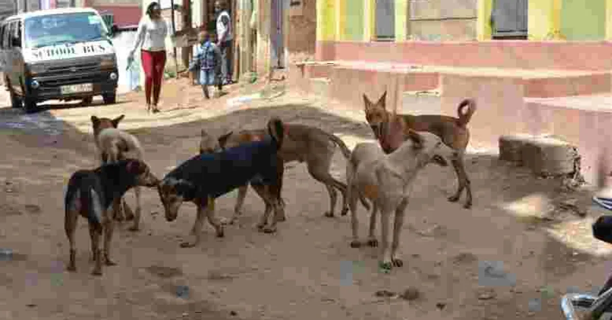 Governor Mike Sonko's Gov't to Spend Sh100 Million to Eliminate Stray Dogs in Nairobi