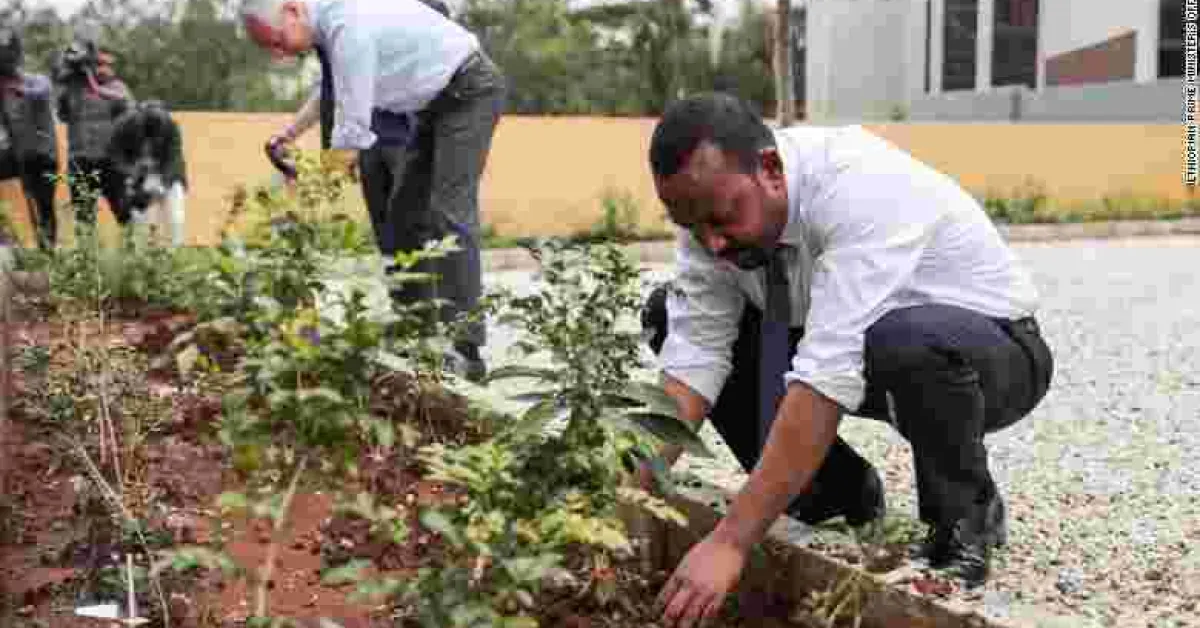 Ethiopia Plants over 300 Million Trees in 12 Hours to Break World Record