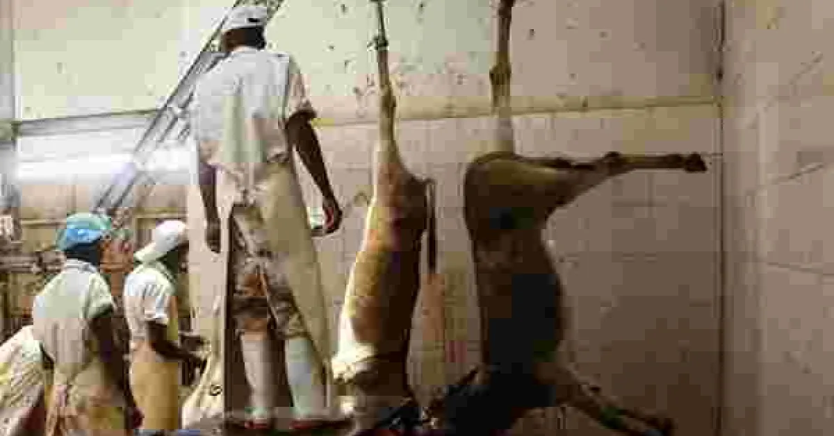 Study Shows 1,000 Donkeys are Slaughtered Daily in Kenya; Warns the Animals will be Wiped Out by 2023