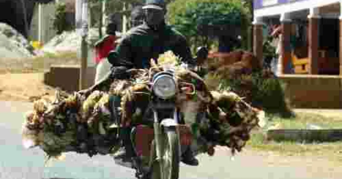 Mishandling Chickens will Land You in Jail, DCI Warns Kenyans