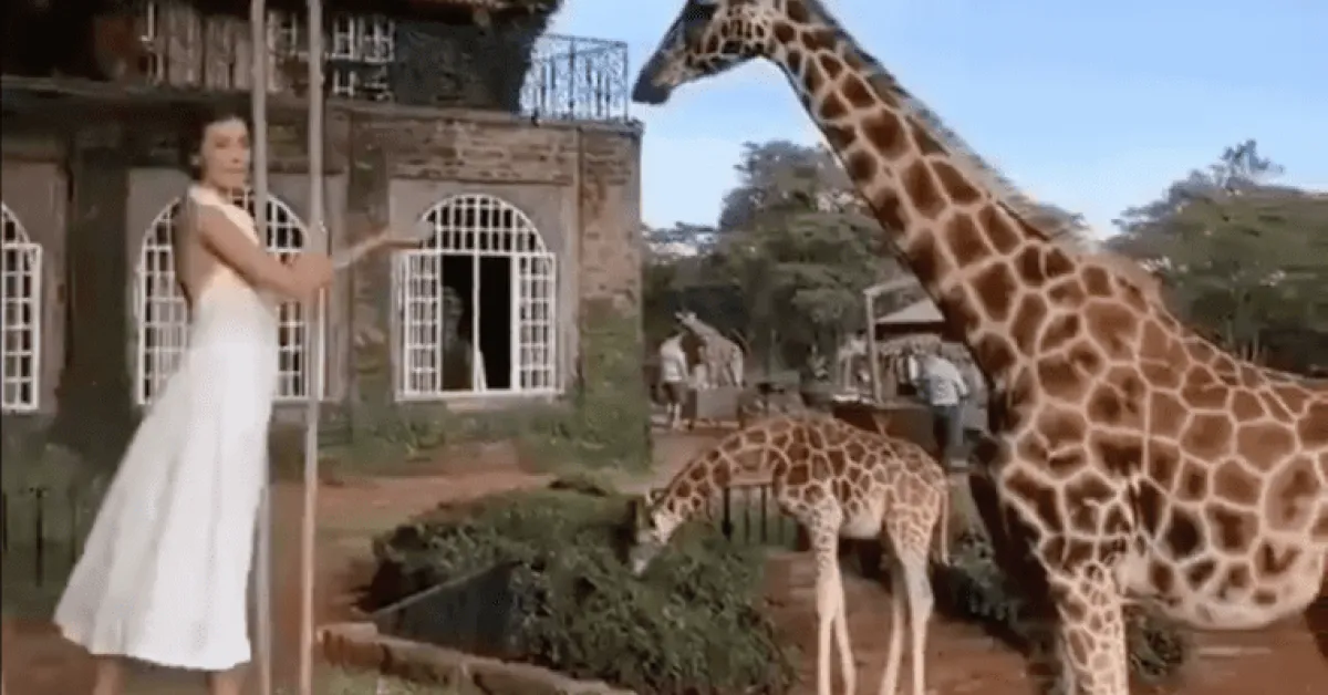 Kenyans Online React as Foreign Tourist Fails to Acknowledge Nairobi is in Kenya