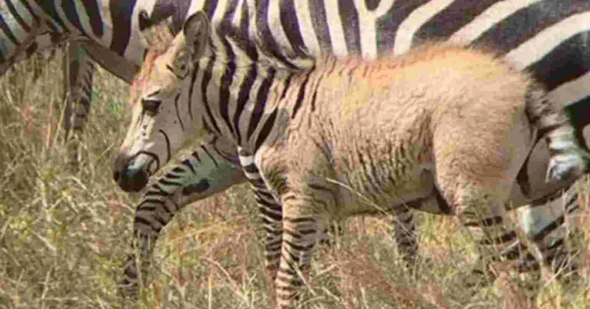 Another Rare Zebra Sighted in the Maasai Mara