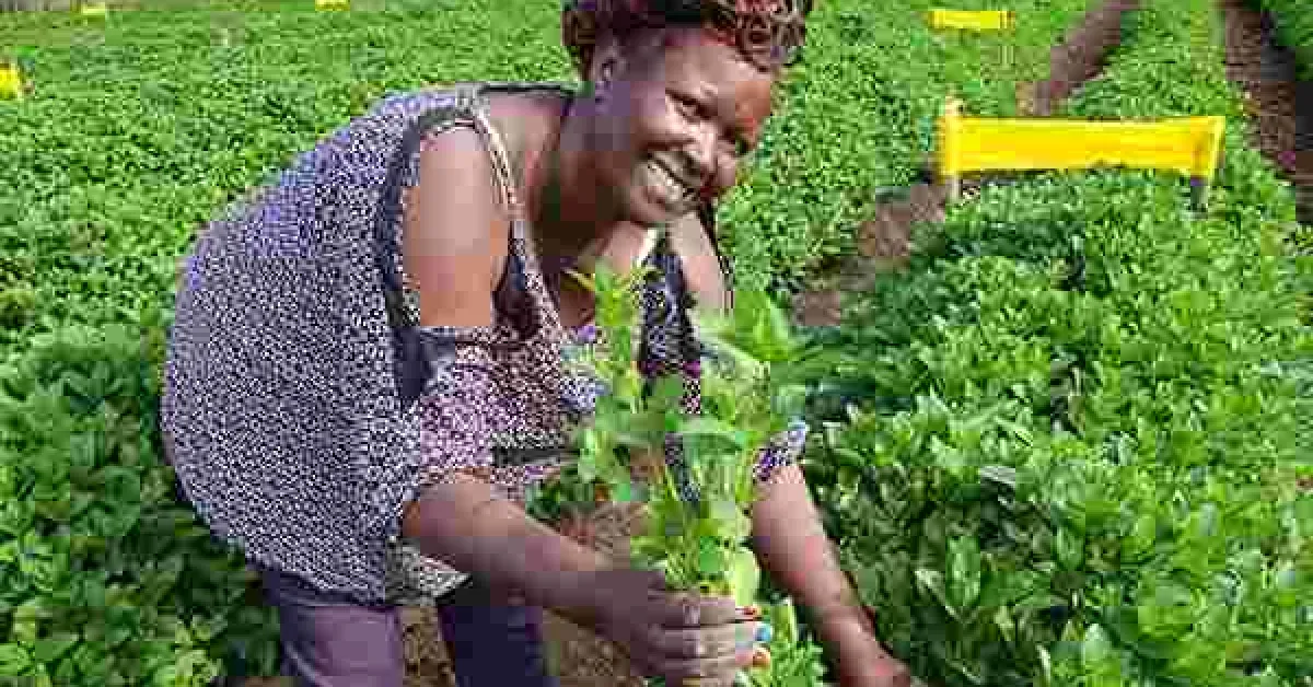 Meet Regina Mungai, a Diaspora Returnee Making a Fortune from Herbs Farming