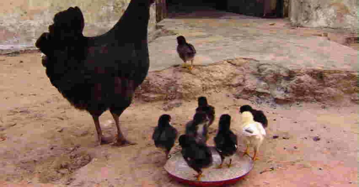 Bizarre: Chicken Startles 6-Month-Old Baby to Death in Kenya