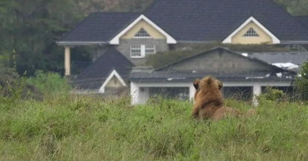 Panic as Stray Lion Mauls Man Outside Nairobi National Park