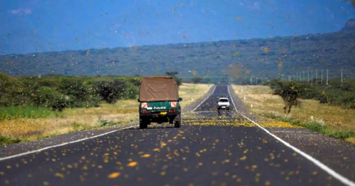 ‘How Did You Interview Cows?’: Kenyans Online Bash US-Based CBS News over Locusts’ Invasion Story