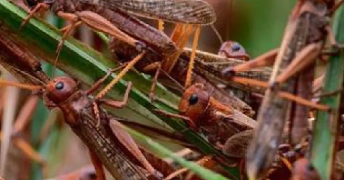 Locust Invasion is God’s Punishment on Kenya over Homosexuality, Kikuyu Elders Say