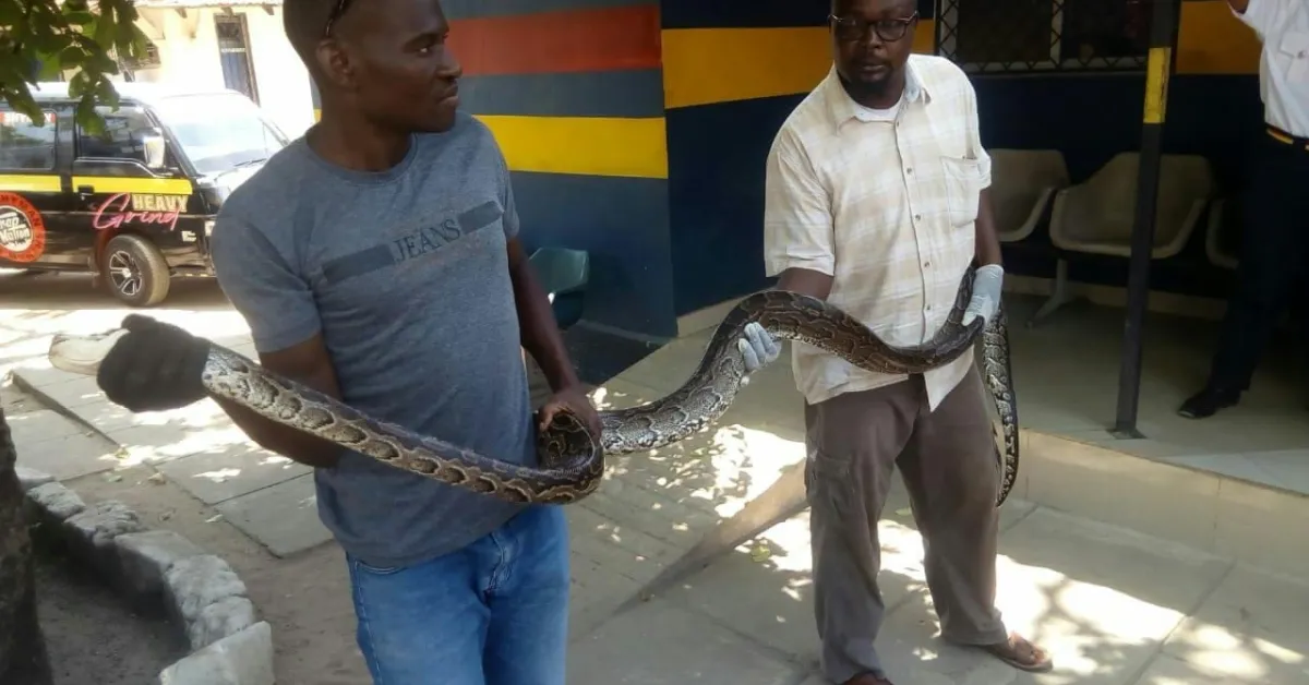 Kenyan Man Busted Trafficking Python Fined Sh2 Million Or Else Serve a Two-Year Prison Term