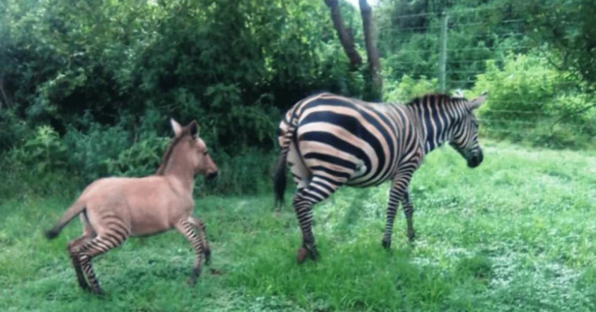Zebra Gives Birth to a Zonkey in Kenya After Mating with Donkey