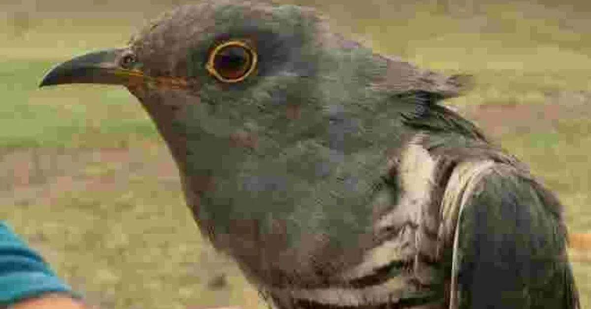 Migratory Bird Flies over 5,000Kms from Kenya to China in 5 Days