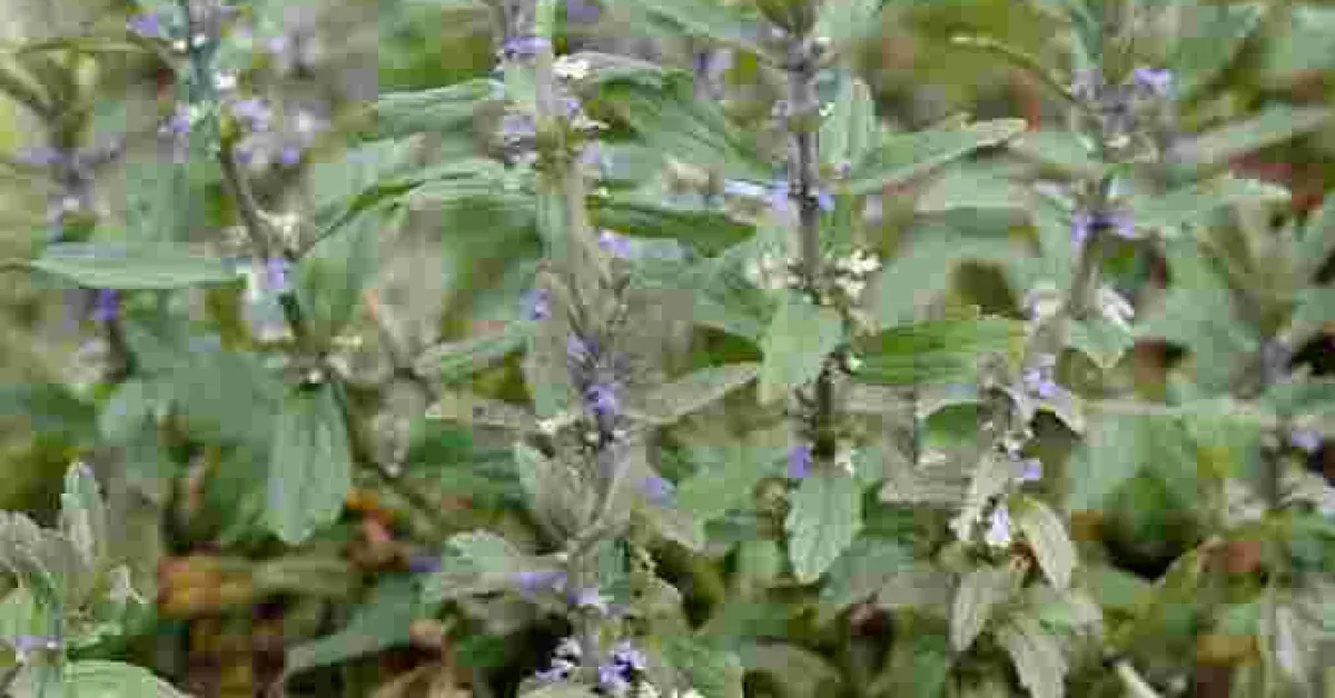 Kenyan Scientists Test Efficacy of Popular Herb 'Wanjiru wa Rurii' in Treating Covid-19