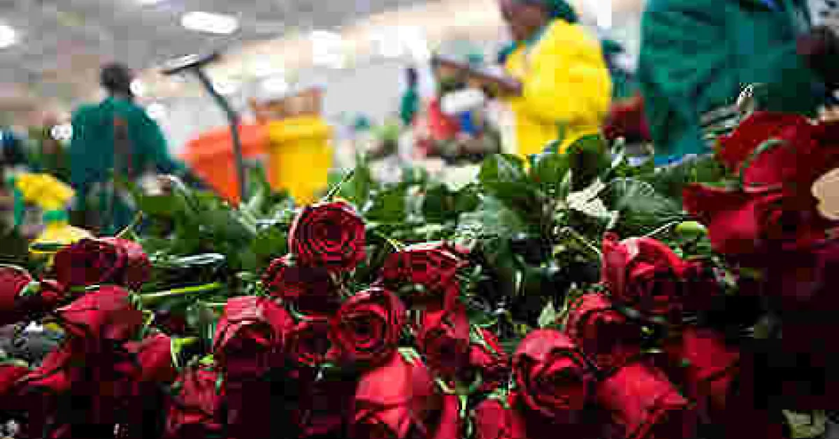 UK Topples US, Netherlands to Become 3rd Largest Buyer of Kenyan Products