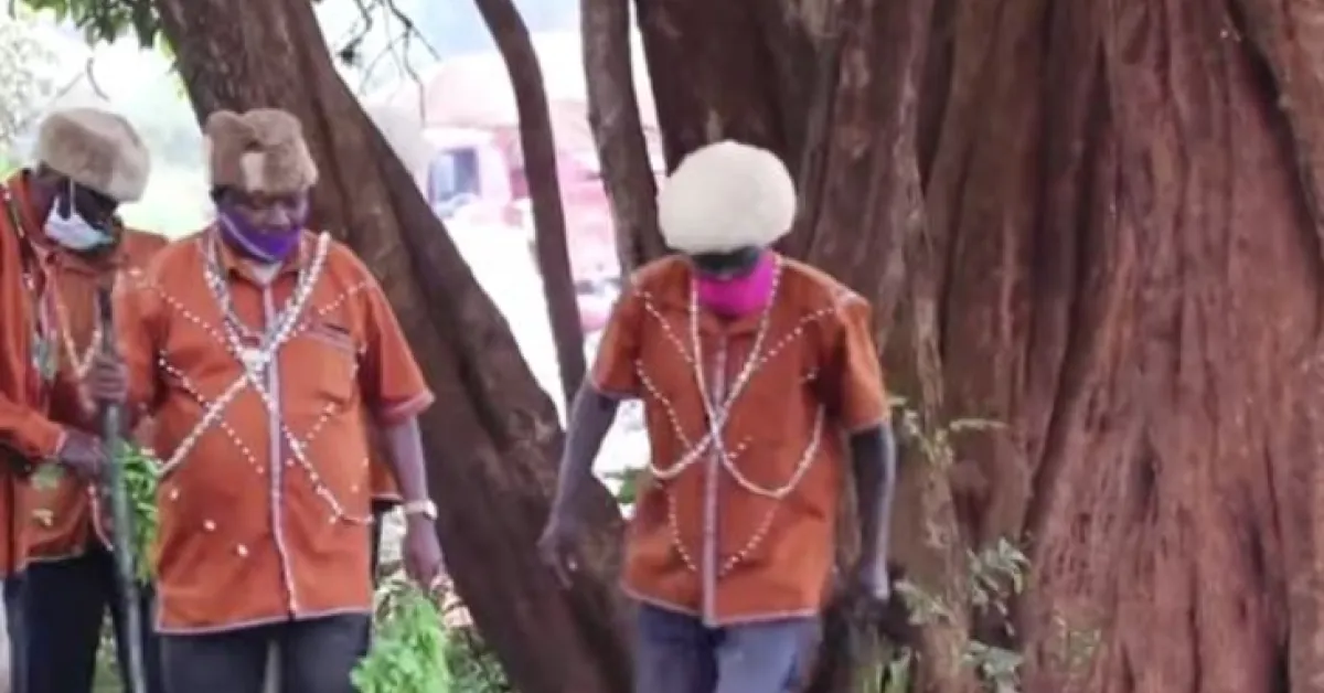Kikuyu Elders Beg Trees to Accept Being Cut to Pave Way for Road Construction