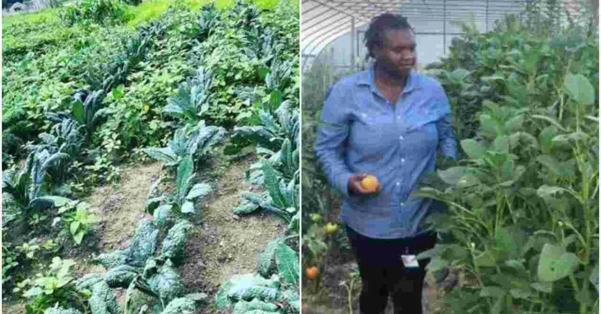 Kenyan Woman Reaps Big from Farming Vegetables Such as 'Managu' is the US