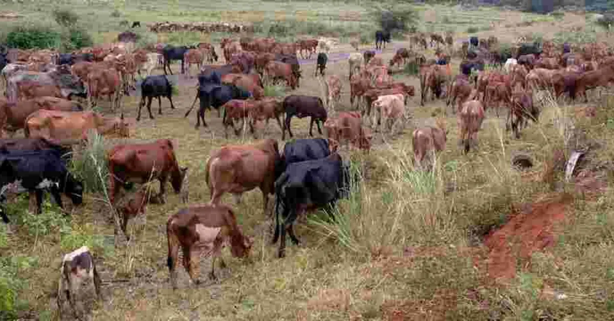 Teenager Thwarts 74-Year-Old Father's Marriage to Fourth Wife as He Flees with 17 Cows Meant for Dowry