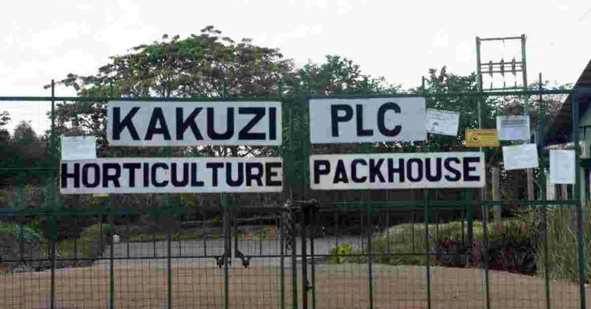 More UK, German Retailers Cut Avocado Supplies by Kenyan Producer Kakuzi