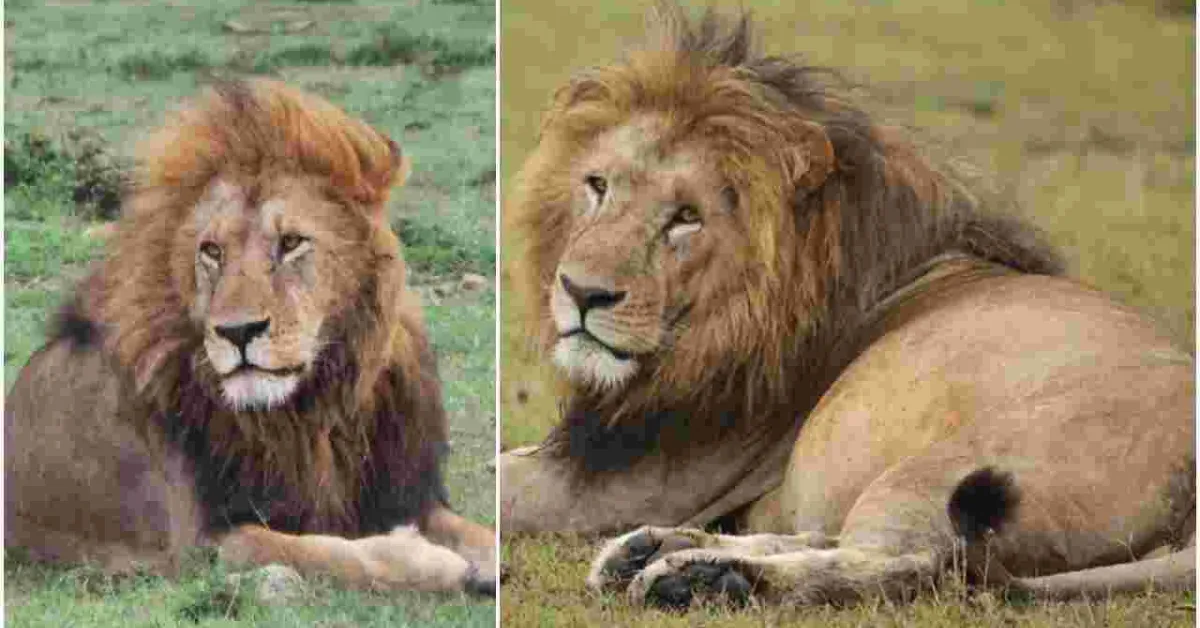 End of an Era: Maasai Mara's Iconic Lion Lolparpit Found Dead