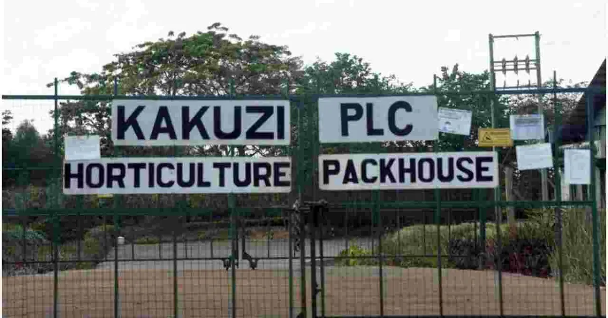 UK Company Pays 85 Kenyans Sh696 Million for Human Rights Violation