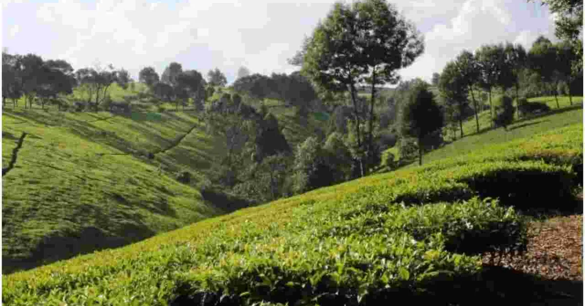 Why Wealthy Kenyans are Fleeing Posh Nairobi Estates for Tigoni and Miotoni