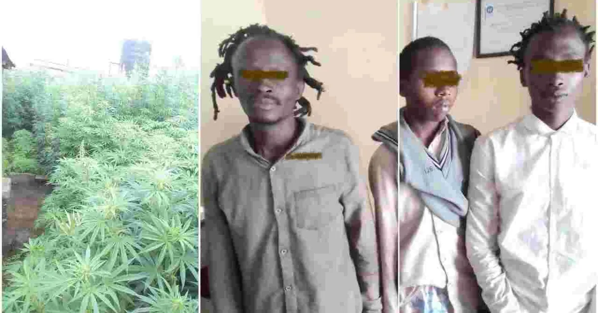 Three Suspects Arrested for Cultivating Bhang Worth Sh15 Million