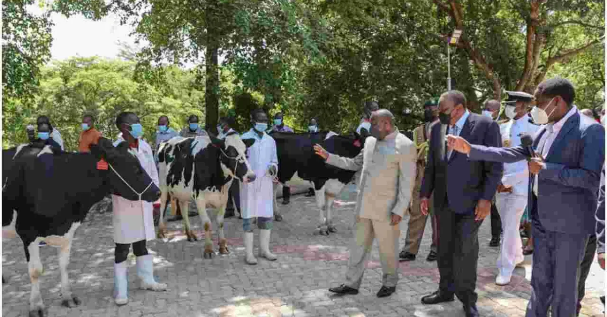 Uhuru Gifts Burundi President Ndayishimiye 50 High-Grade Friesian Cows