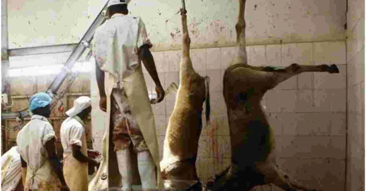 High Court Okays Slaughtering of Donkeys in Kenya