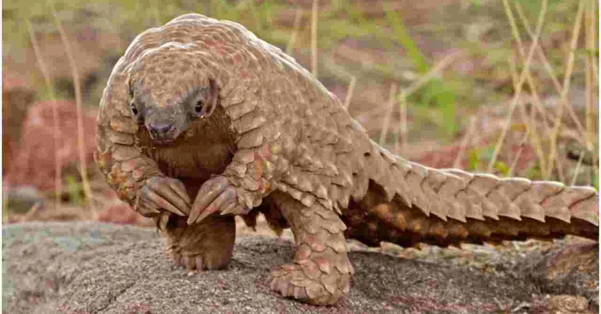 Kenya Launches First-Ever Wildlife Census at a Cost of Sh250 Million