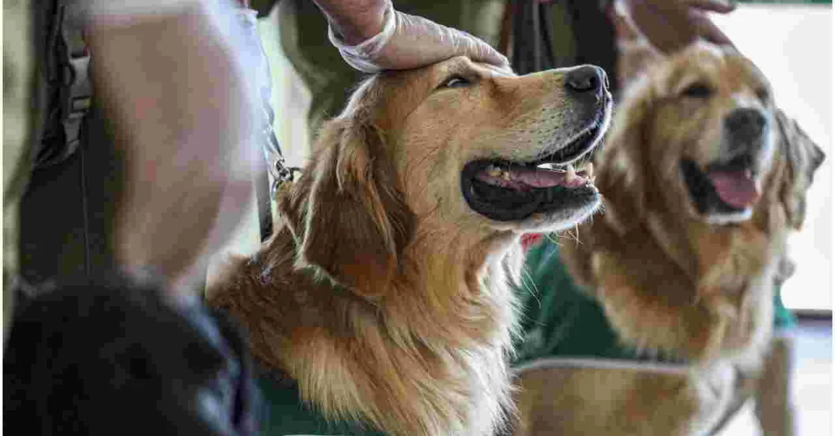 US Centers for Disease Control and Prevention (CDC) Bans Import of Dogs from Kenya