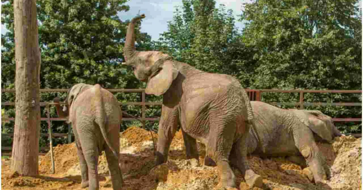 13 Elephants to be Flown from the UK to Kenya in Rewilding Project