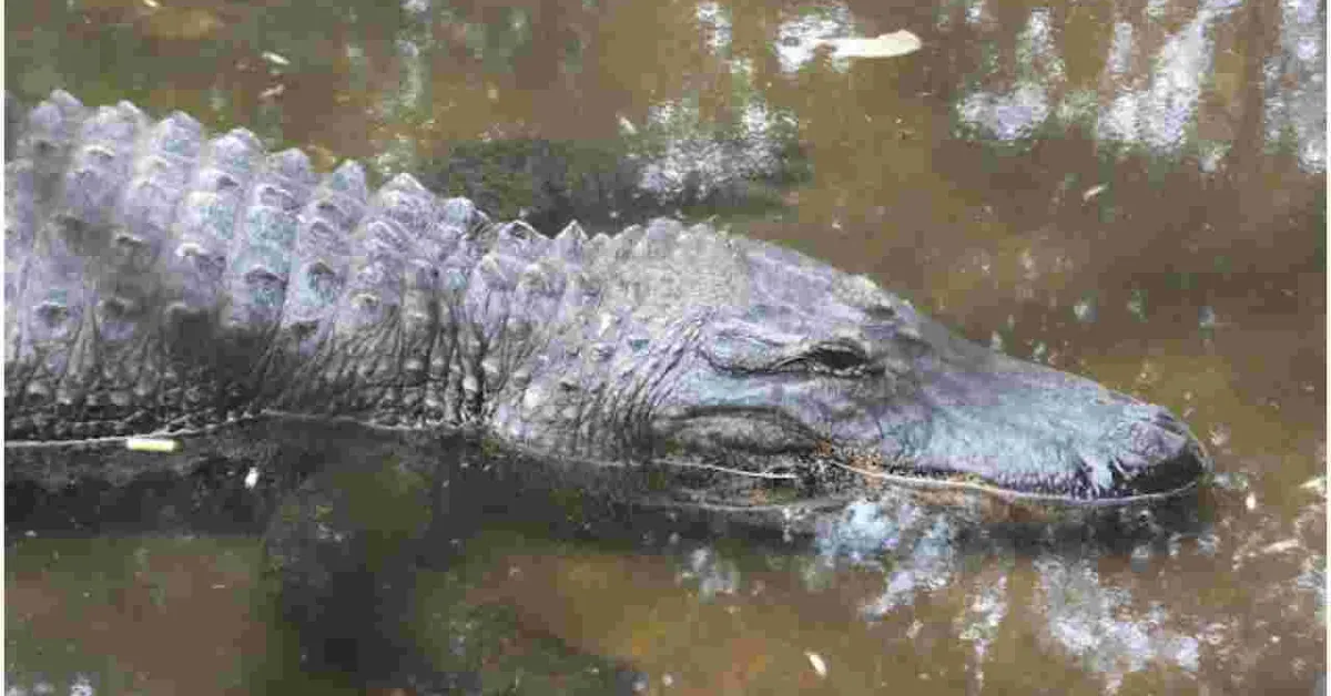 Kenya on the Brink of Losing its Only Alligator