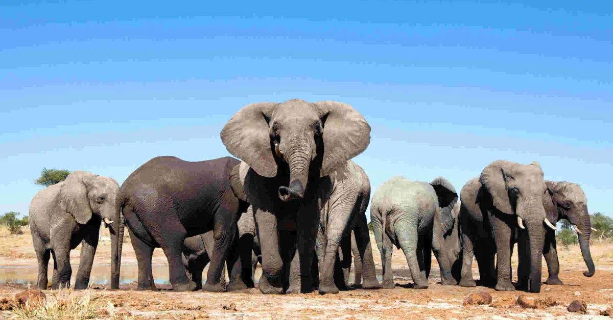 Kenyans Asked to Submit Views on Relocation of 13 Elephants from the UK to Kenya