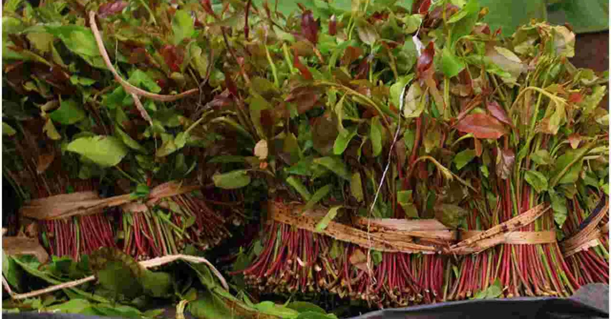 Kenya to Resume Miraa Exports to Somalia After a Two-Year Ban
