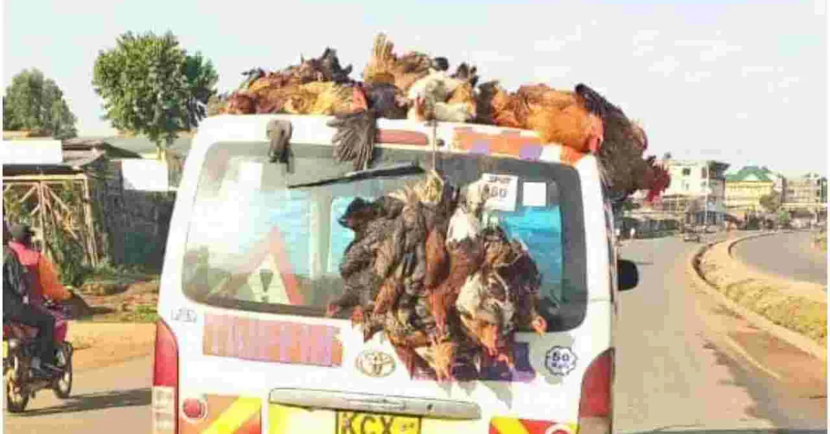 Police Warn Kenyans Against Transporting Chicken on Top of Vehicles