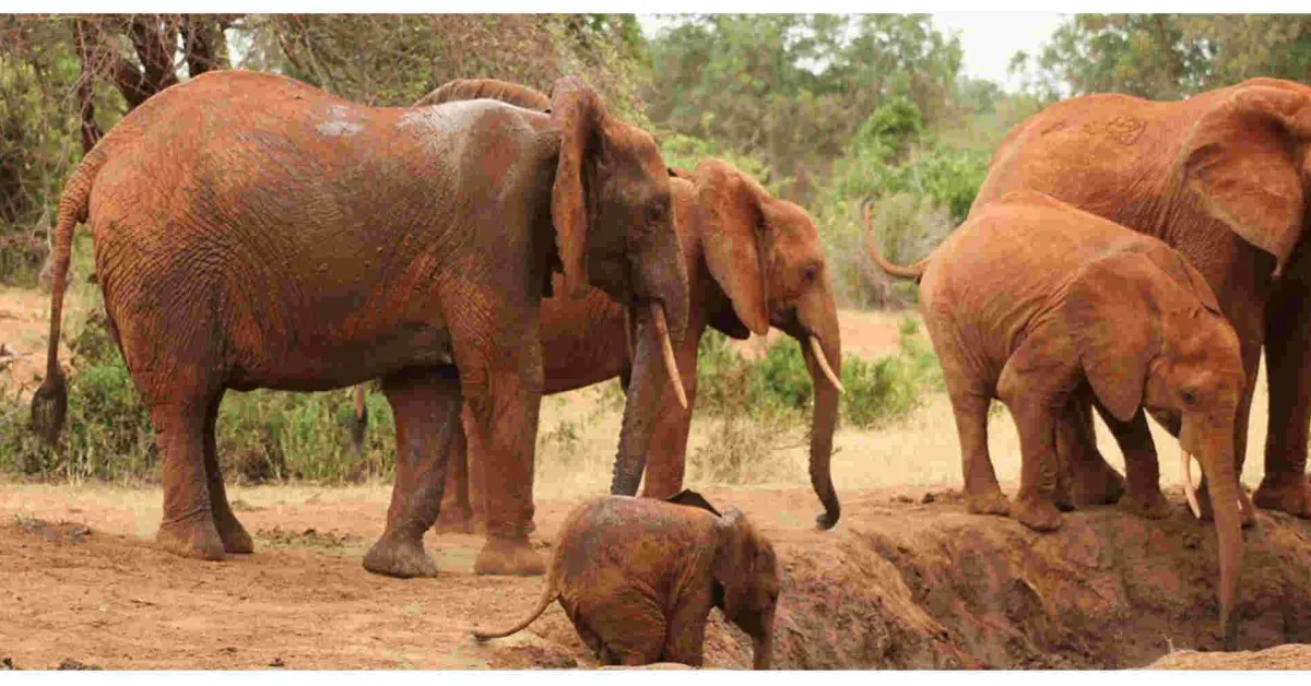Over 70 Elephants Die in Tsavo National Park Due to Drought