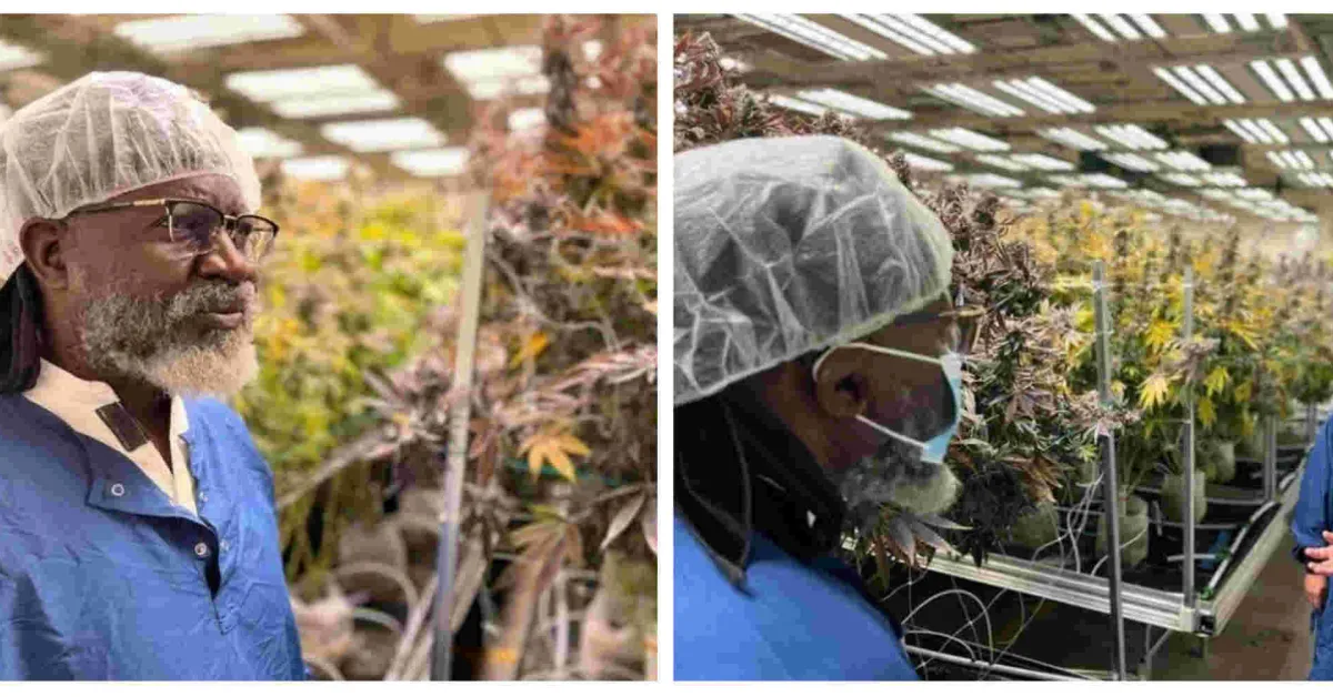 Presidential Contender George Wajackoyah Tours Marijuana Farms in the US