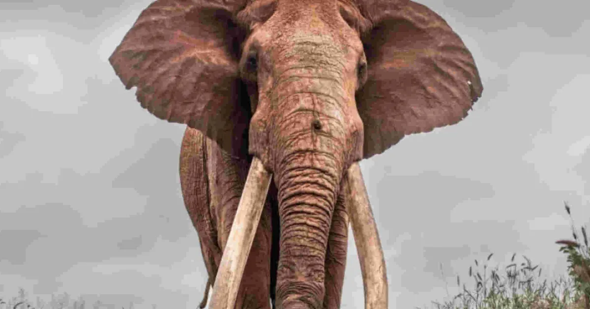 Kenya's Super Tusker Lugard Dies at Tsavo West National Park