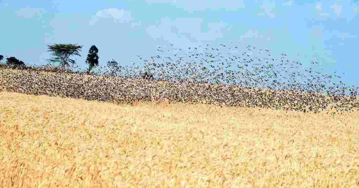 Gov’t to Kill 5.8 Million Quelea Birds After Kisumu Invasion