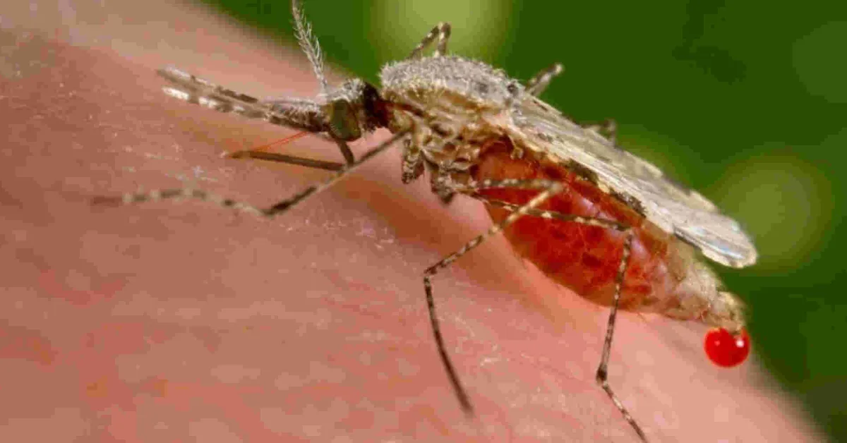 Alarm as Researchers Discover a Dangerous Malaria Vector in Kenya