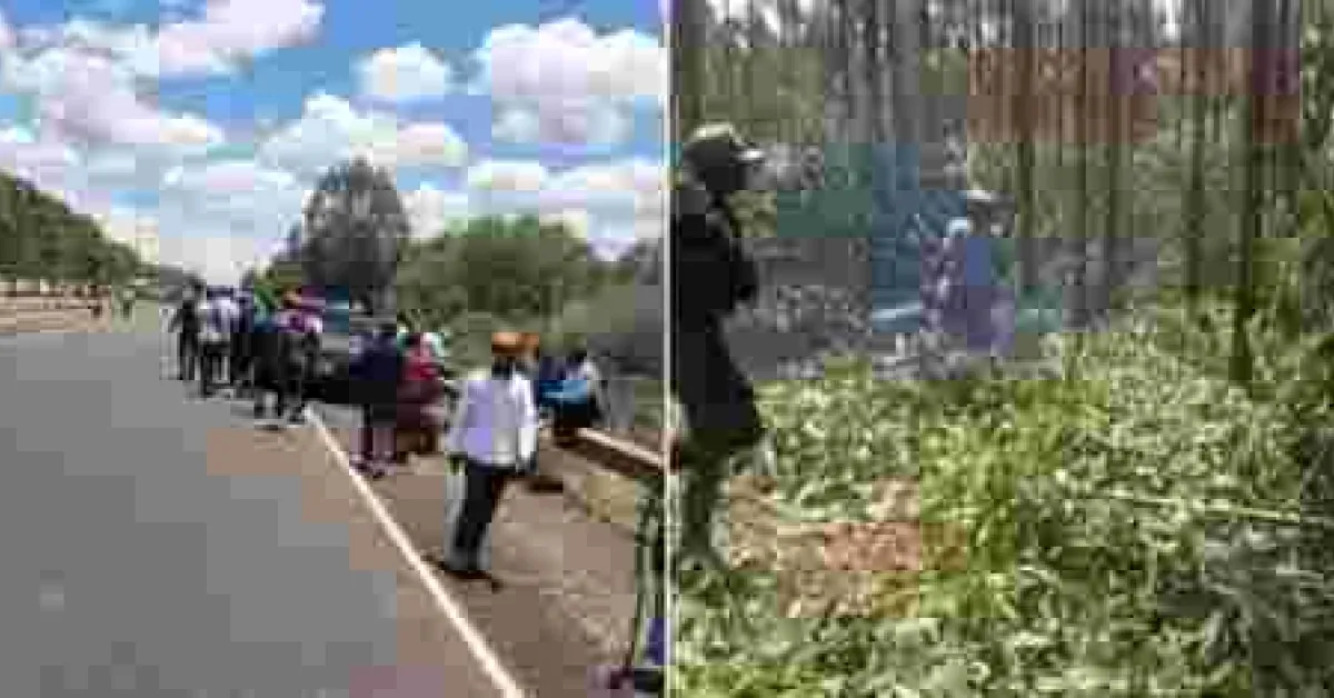 PHOTOS: Goons Invade Kenyatta Family’s Farm in Ruiru, Cut Down Trees and Steal Livestock